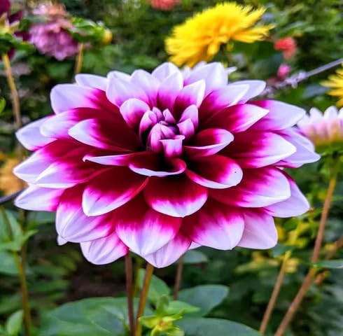 White Pink Dahlia Flower Seeds – Heirloom, Non-GMO, High Germination Organic Garden Seeds for Planting