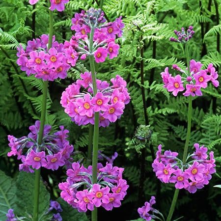 Pink Primula Candelabra Flower Seeds for Planting – Heirloom Non-GMO High Germination Organic Garden Seeds