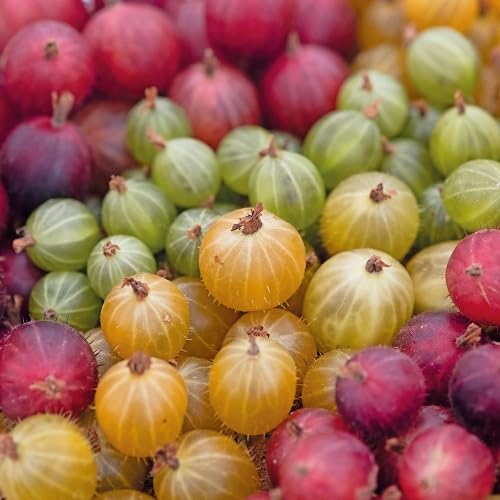 Mixed Gooseberry Fruit Seeds – Heirloom, Non-GMO, High Germination Organic Garden Seeds
