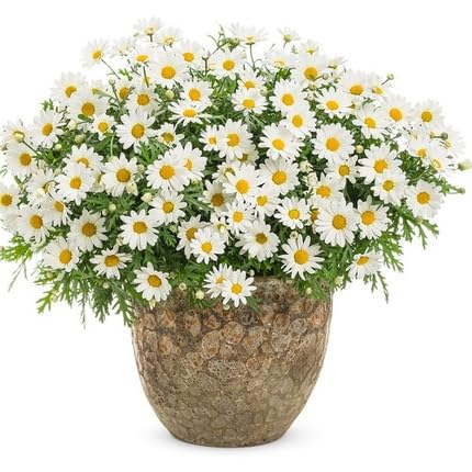 Argyranthemum-Blumensamen – Alte Sorte, gentechnikfrei, keimstarke Bio-Gartensamen zum Pflanzen