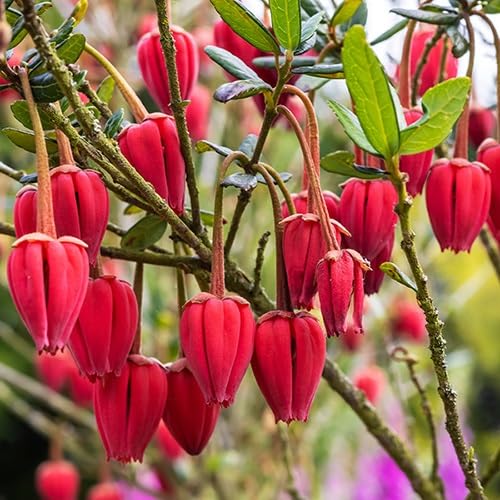 Red Crinodendron Flower Seeds for Planting – Heirloom, Non-GMO, High Germination Organic Garden Seeds