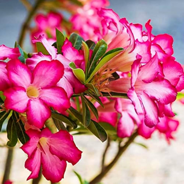 Pink Aztekium Valdez Flower Seeds Heirloom Non-GMO High Germination Organic Garden Seeds for Planting