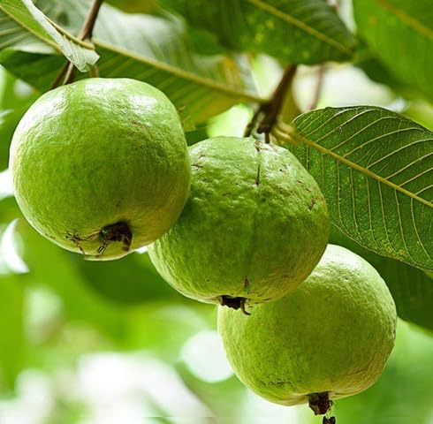 Pink Guava Seeds – Heirloom, Non-GMO, High Germination Organic Garden Seeds