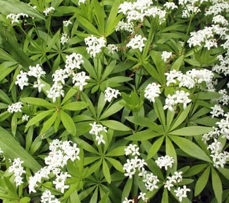 Semillas de flores de Asperula olorosa – Herencia, no transgénicas, semillas de jardín orgánicas de alta germinación para plantar