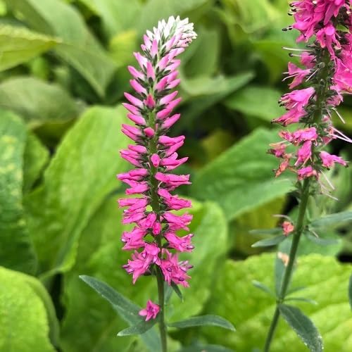 Veronica Spicata Blumensamen Rosa – Alte Sorte Gentechnikfrei Hohe Keimfähigkeit Bio-Gartensamen