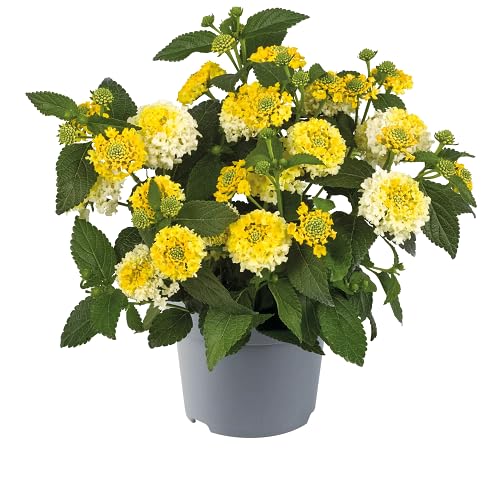 Yellow Lantana Flower Seeds – Heirloom Non-GMO High Germination Organic Seeds