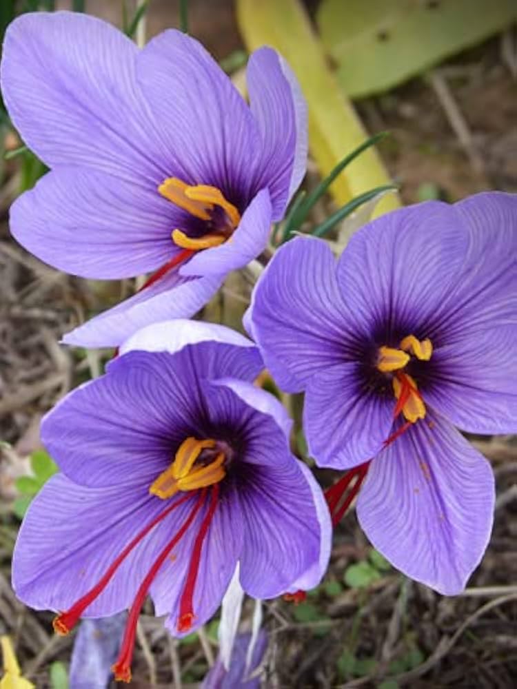 Light Violet Crocus Flower Seeds – Heirloom Non-GMO High Germination Seeds
