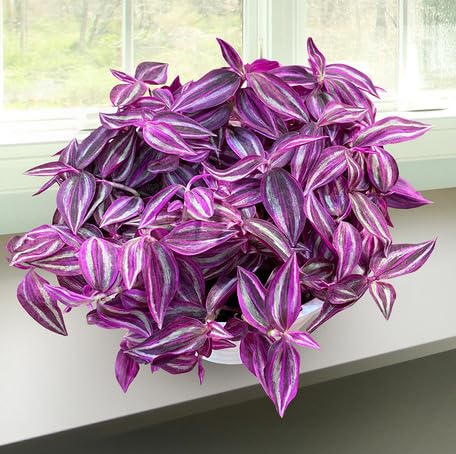 pinktradescantiaheirloomnongmo flower seeds