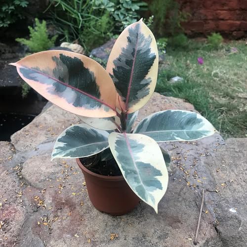 green ficus flower seeds