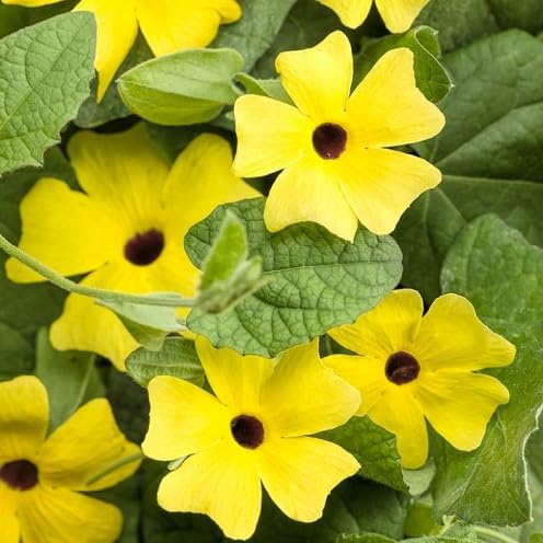Thunbergia Flower Seeds Heirloom Non-GMO High Germination Organic Garden Seeds for Planting