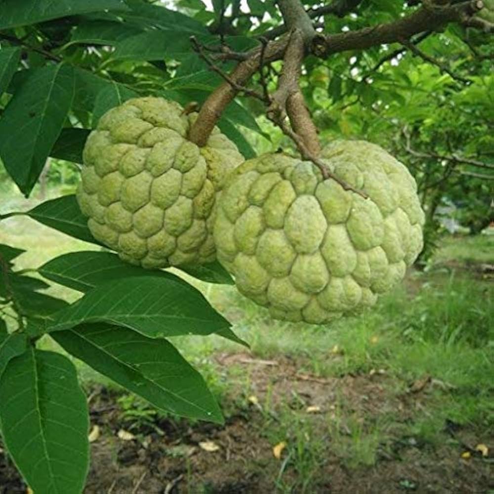 Annona Annona herb seeds