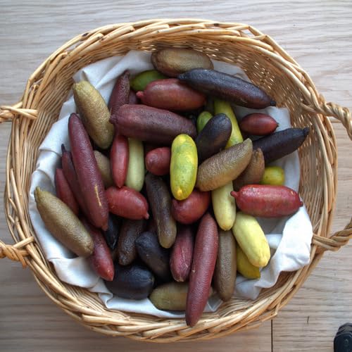 Mixed Finger Lime Seeds – Heirloom, Non-GMO, High Germination Organic Garden