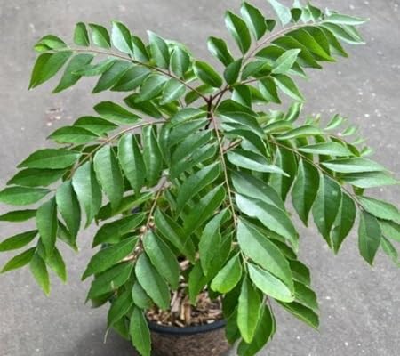 Curry Leaf Seeds – Heirloom, Non-GMO, High Germination Organic Garden Seeds Planting