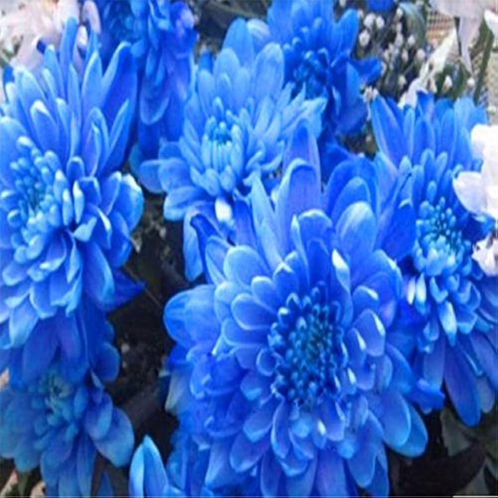 blue dahlia flower seeds
