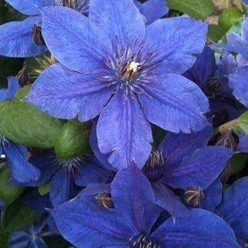 clematisvioletheirloomnongmo flower seeds