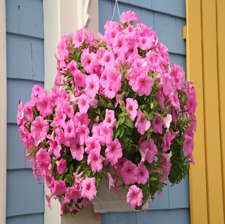 Pinke hängende Petunien-Samen – Alte Sorte, gentechnikfrei, hochkeimende Bio-Gartensamen zum Pflanzen