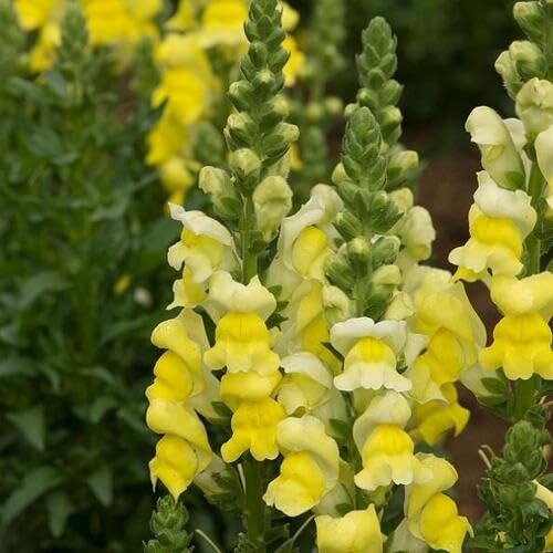 Yellow Antirrhinum Flower Seeds for Planting – Heirloom, Non-GMO, High Germination Organic Garden Seeds