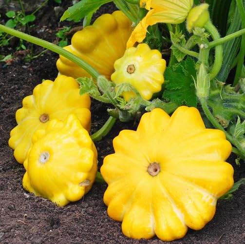 Gelbe Kürbiskerne – Alte Sorte, gentechnikfrei, keimstark, Bio-Gartensaat zum Pflanzen