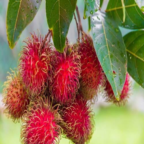 Red Rambutan Seeds – Heirloom, Non-GMO, High Germination Organic Garden Seeds