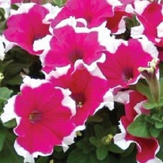 red picotee flower seeds