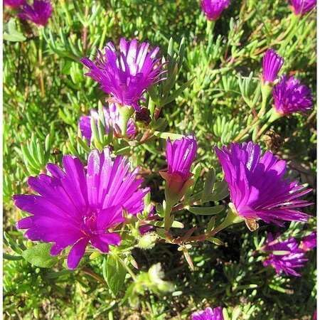 Lampranthus Roseus Flower Seeds – Heirloom, Non-GMO, High Germination Seeds