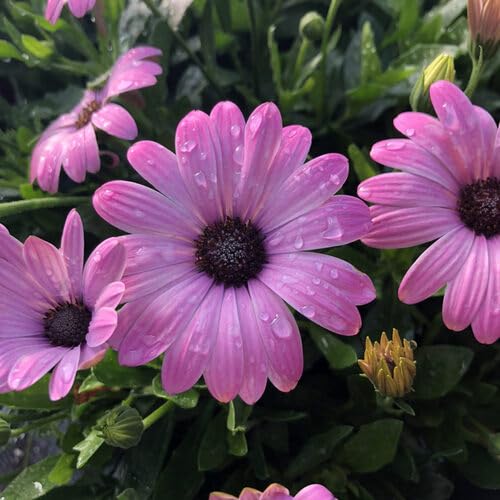 pink osteospermum flower seeds