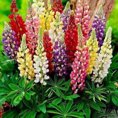 Lupine Flower Seeds – Heirloom, Non-GMO, High Germination Organic Garden Seeds for Planting