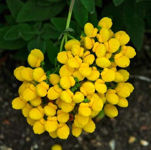 Yellow Calceolaria Integrifolia Flower Seeds – Heirloom Non-GMO High Germination Organic Seeds