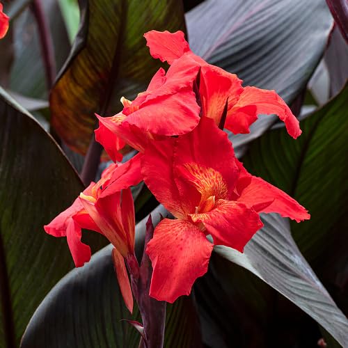 red canna flower seeds