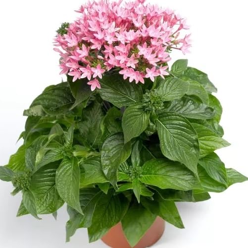 lavander pentas flower seeds