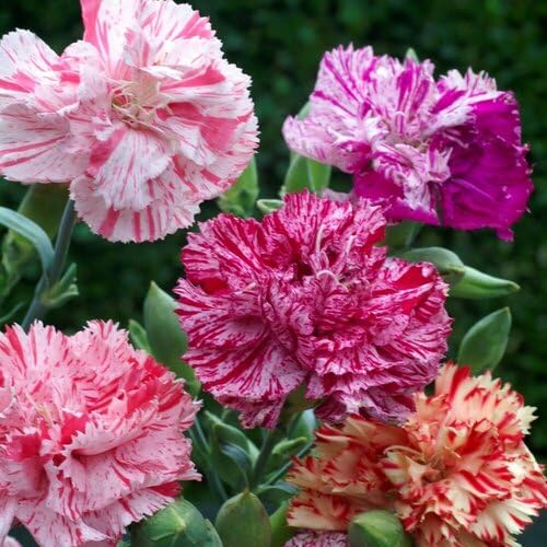 mixed carnation flower seeds