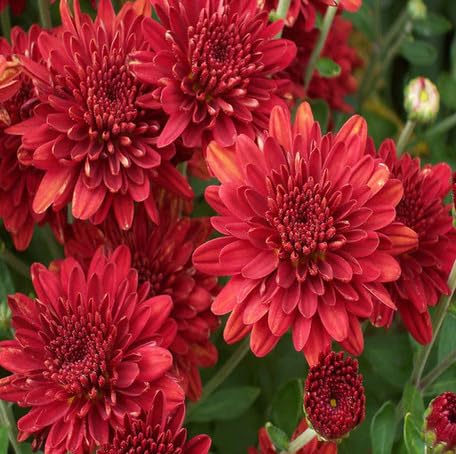 redchrysanthemumflowerheirloomnongmo flower seeds