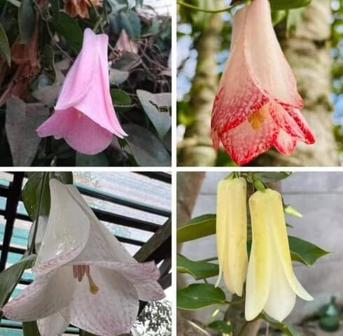 mixed lapageria flower seeds