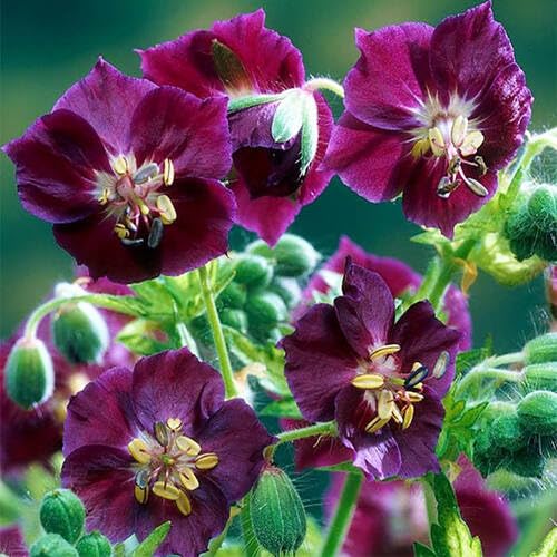 Pink Geranium Phaeum Flower Seeds – Heirloom, Non-GMO, High Germination Organic Garden Seeds for Planting