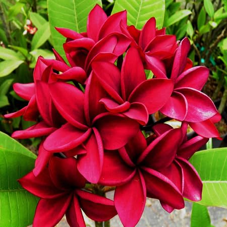 Plumeria Flower Seeds – Heirloom, Non-GMO, High Germination Organic Garden Seeds for Planting Seeds for Planting