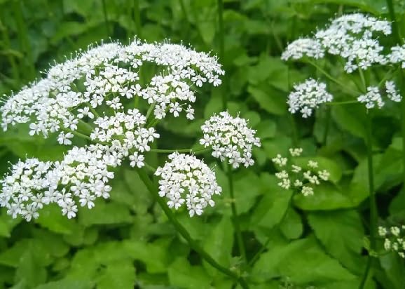 White Aegopodium Flower Seeds Heirloom Non-GMO High Germination Organic Garden Seeds