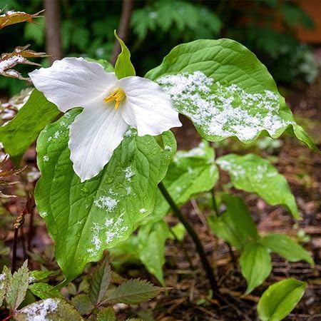 White Trillium Flower Seeds Heirloom Non-GMO High Germination Organic Garden Seeds for Planting