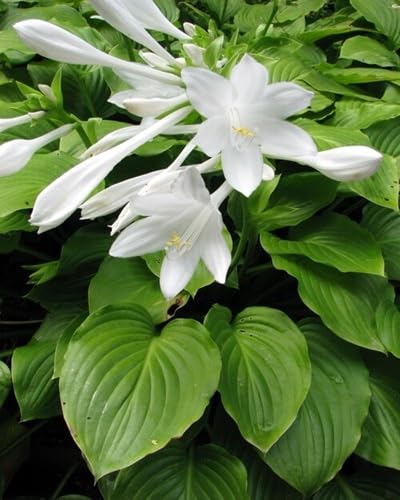 White Hosta Plantaginea Flower Seeds Heirloom Non-GMO High Germination Organic Garden Seeds for Planting