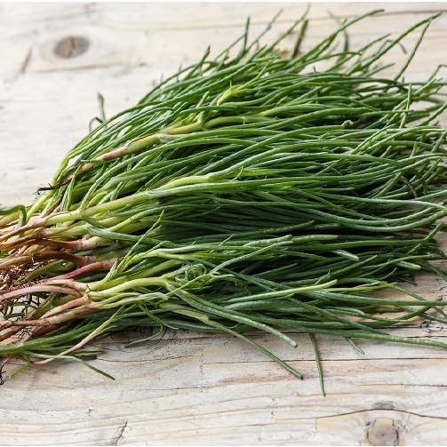 green agretti flower seeds