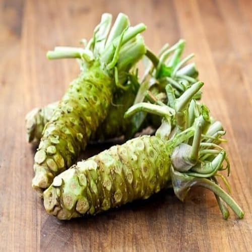 Wasabi Seeds – Heirloom, Non-GMO, High Germination Organic Garden Seeds Planting