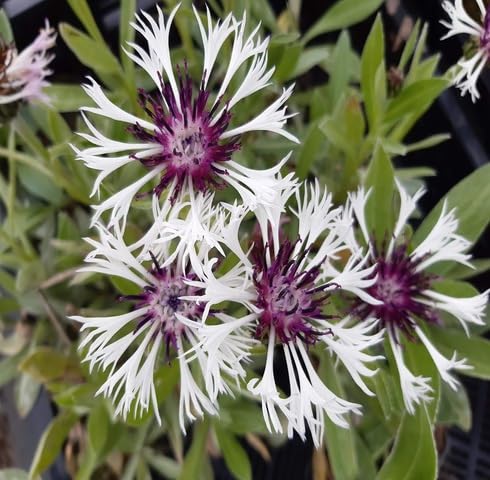 Semillas de Flores de Centaurea Blanca y Morada, Heirloom, Sin OGM, Alta Germinación, Orgánicas, para Siembra en Jardín