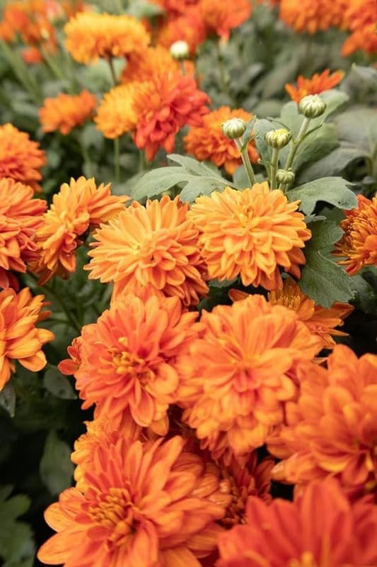 Orangene Chrysanthemen-Blumensamen zum Pflanzen – Erbstück, gentechnikfrei, hohe Keimfähigkeit