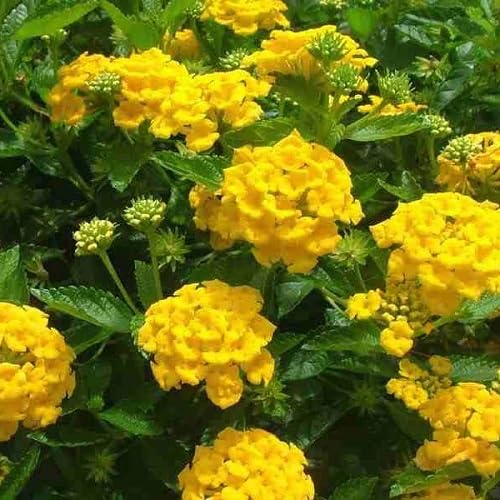 Lantana Flower Seeds Yellow – Heirloom Non-GMO High Germination Organic Seeds