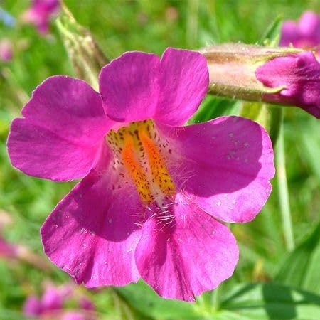 Pink Mimulus Flower Seeds – Heirloom, Non-GMO, High Germination Seeds