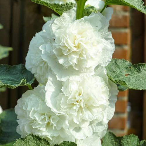 White Double Petal Hollyhock Flower Seeds Heirloom Non-GMO High Germination Organic Garden Seeds for Planting