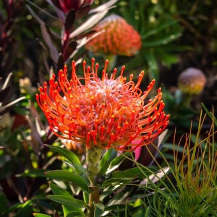 Red Protea Flower Seeds Heirloom Non-GMO High Germination Organic Garden Seeds for Planting
