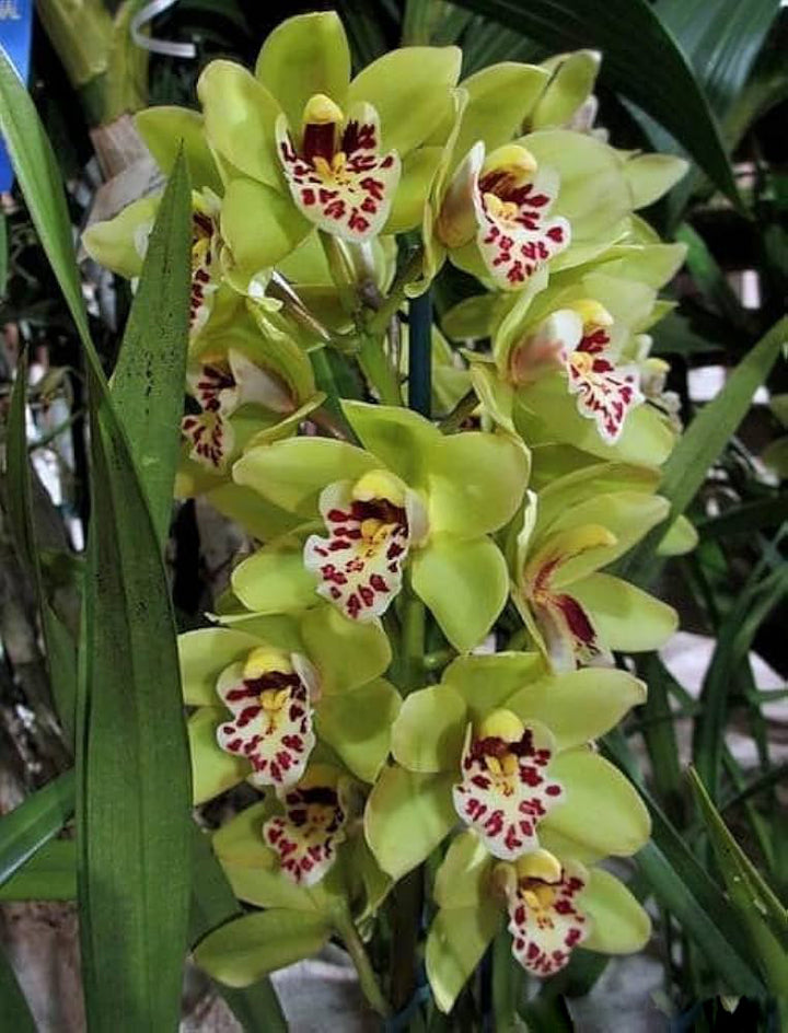 Light Green Cymbidium Flower Seeds – Heirloom, Non-GMO, High Germination Seeds