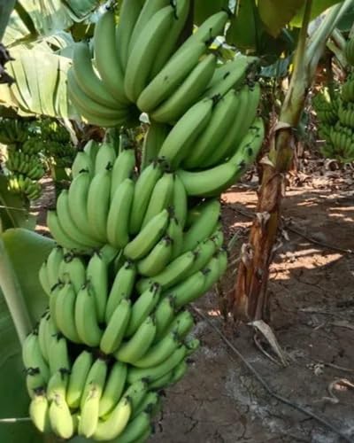 Plantain Seeds – Heirloom, Non-GMO, High Germination Organic Garden Seeds Planting