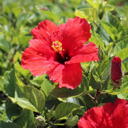 red hibiscus flower seeds