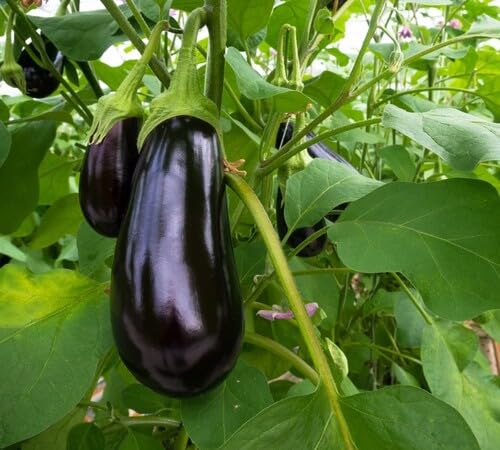 Black Eggplant Seeds – Heirloom, Non-GMO, High Germination Organic Garden Seeds Planting